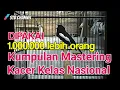 Download Lagu Masteran Kacer Juara Nasional Full isian gereja tarung,kapas tembak ,lovebird, kenari, cucak jenggot