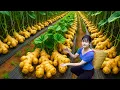 Download Lagu Amazing! Harvesting Sweet Giant Tropical Ginger Garden - How to Traditional Ginger Syrup in Village