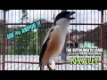 Download Lagu burung cendet gacor BONGKAR EMOSI AMPUH,, PANCINGAN CENDET AGAR BUNYI jadikan BURUNG PENTET GACOR