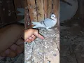 Download Lagu Kabootar Ka Baccha Gayab Ho Gaya 😲🕊️ #pigeon #kabutar #shortsfeed #shortvideo #birds #shortsviral
