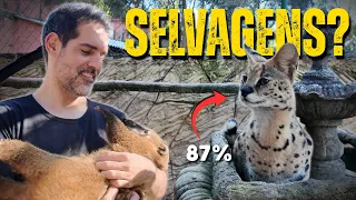 Conheci o Gato Savannah e outros animais exóticos.
