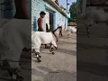 Download Lagu Bakra Eid 2022 😍 #goat #bakra #shorts 🐐