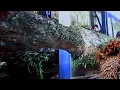 Download Lagu Een buitengewone gebeurtenis tijdens het kappen van een grote mahonieboom in een houtzagerij