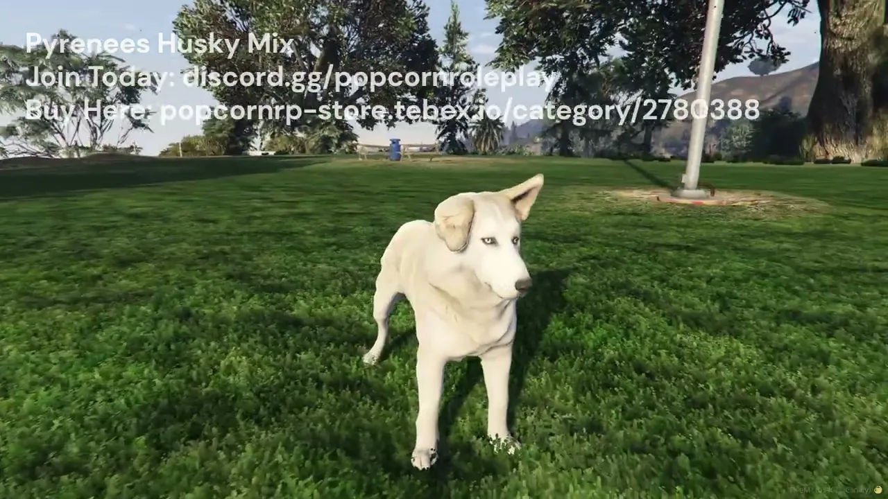 Pyrenees Husky Mix