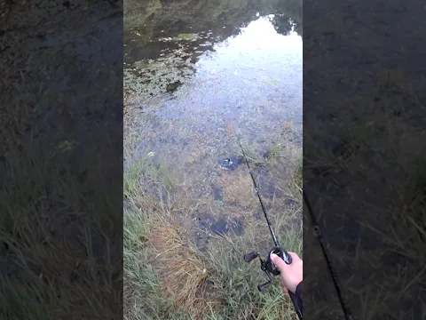 カエルが飛び込んだ穴にルアーを落とすと・・・😱