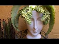 Succulents Head Planter Donkey s Ears Burros Tail