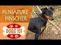 Dogs 101 - MINIATURE PINSCHER