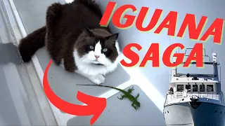 Iguana Saga on a Nordhavn
