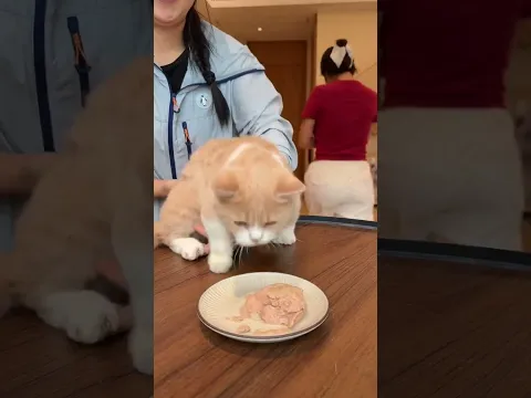 人和猫的胜负欲都出来了! #家有大馋猫 #小奶猫的成长日记 #猫咪挑食 #万物可爱计划