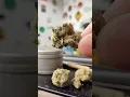 Strain Of The Day Alien Mints
