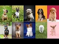 Download Lagu 10 RAS ANJING MINI ~ JENIS ANJING KECIL YANG TIDAK BISA BESAR