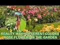 The Reality many different colors rose flowers / Rose flower garden /Pilipina in sweden
