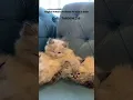 Ragdoll kittens available for directly imported from months