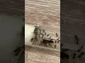 Download Lagu Day 91 #ants #ant #lasius #lasiusniger #colony #animal