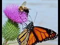 Opinion Paragraph - Bee or Butterfly