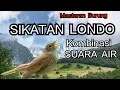 Download Lagu MASTERAN BURUNG SIKATAN LONDO, KOMBINASI SUARA AIR, AUDIO JERNIH..!!!  #masteran #sikatanlondo