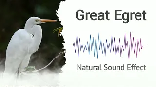 Great Egret Natural Sound Effects 