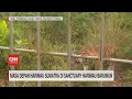 Masa Depan Harimau Sumatra Di Sanctuary Harimau Barumun