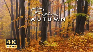 4K HDR Rainy Autumn - Heavy Rain & Wind Gusts in Misty Woods - Fall Woodland Sounds for Sleep