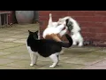 Download Lagu Cat Fight Compilation Video | 4K