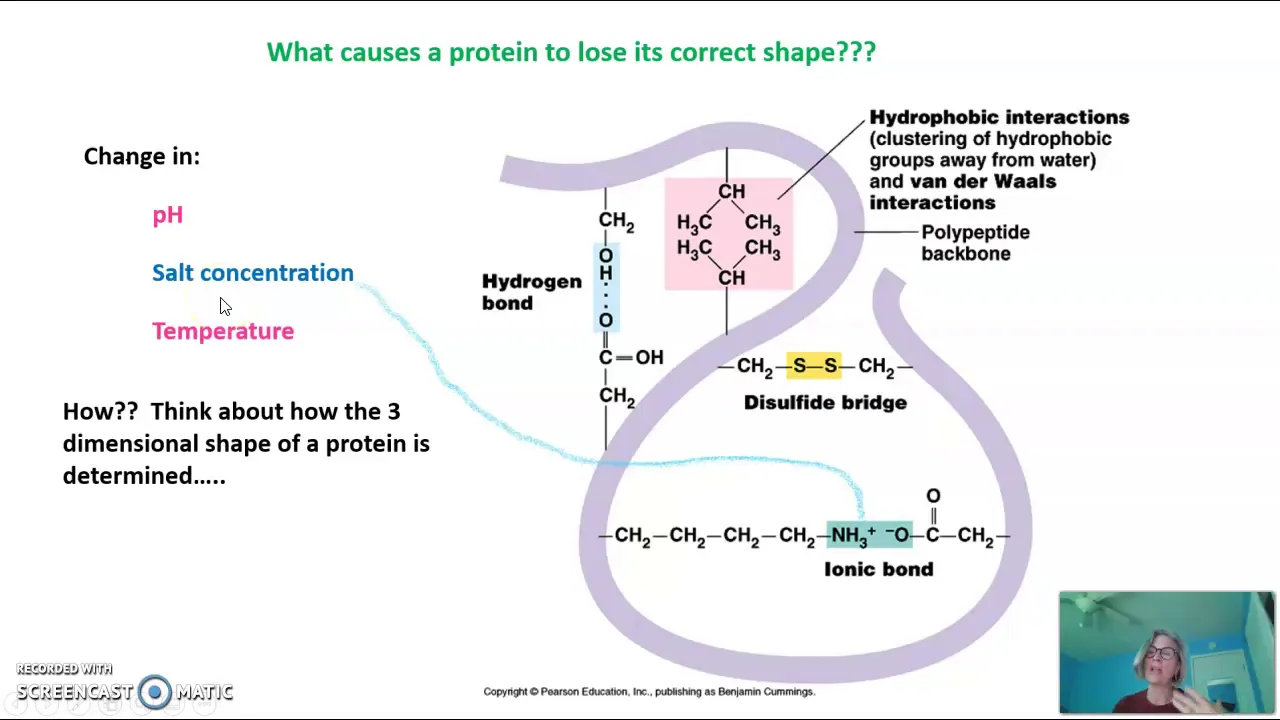 How protein shape determines function