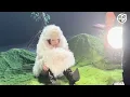陳蕾新歌《人類愛情學》放手交好友團隊創作打頭陣丨Gigi張蔓姿執導MV兼借私服丨造型高層大整蠱「年下男」細佬公主抱轉圈丨田木集作