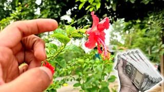गुड़हल का फूल घर में लगाना शुभ होता है या अशुभ? | Hibiscus Plant, Spiritual Significance & Benefits