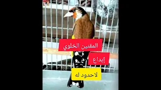 تغريد المقنين الخلوي شون عالي 