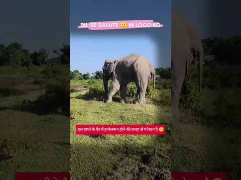 हाथी को अभी भी कोई खास फर्क नहीं पड़ा है 🥺