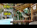 Download Lagu PRENJAK BETINA Gacor Istimewa suara Jernih Memanggl PRENJAK JANTAN cocok buat MASTERAN.