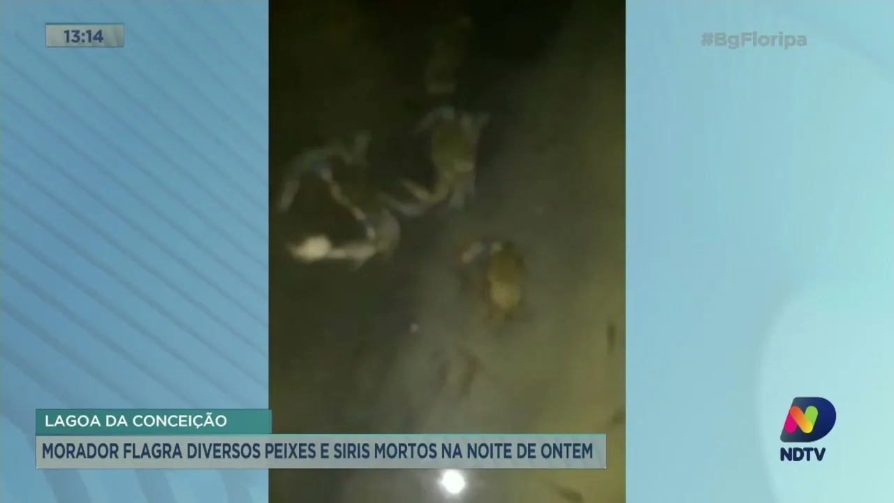Lagoa da Conceição: morador flagra diversos peixes e siris mortos