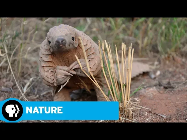 NATURE | The World's Most Wanted Animal | Official Trailer | PBS