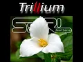 Trillium (feat. Sara) - DJ EDIT