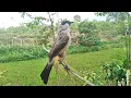Download Lagu aksi pikat burung KUTILANG juara