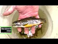 Maryland DNR Reintroduces Brook Trout to Once-Vacant Streams