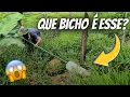Lagu OLHA o animal que apareceu no cano do açude 😱