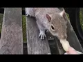 Super Cute Squirrels Wildlife Interaction