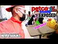 Petco Grooming Exposed Yorkie