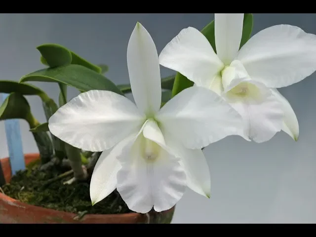 ORQUÍDEA HIBRIDA DE CATTLEYA WALKERIANA E BRINDE PARA COMPRA NO MERCADO LIVRE!