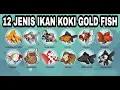 Download Lagu JENIS IKAN MAS KOKI (12 Most Beautiful Goldfish Species in the World) #goldfish #ikan #fish #koki