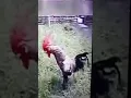 Download Lagu Video lucu suara Ayam buat di grup wa \