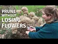 How to Prune Hydrangeas Old Wood vs New Growth Explained Cottoverdi