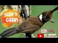 Download Lagu Masteran cililin dengan gemercik air