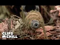 Elite Snipers Enter the Jungle for a Lethal Mission Sniper Tom Berenger