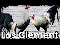 gallo Clement elpoderdelpollo2342