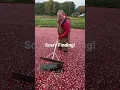 Halloween Scare in the Cranberry Bog