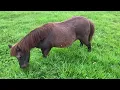 Miniature Horse (official music video)