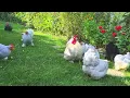 Pekin Bantams enjoying freedom