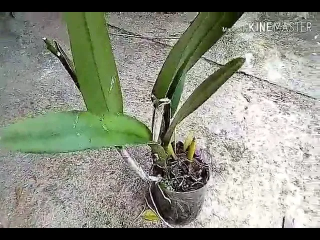 FAZENDO VASOS PARA ORQUÍDEAS
