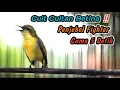 Download Lagu SOGON BETINA CUIT CUIT GACOR MEMANGGIL JANTAN‼️PANCINGAN PENGGACOR SOGON PALING HANDAL BIKIN RESPON